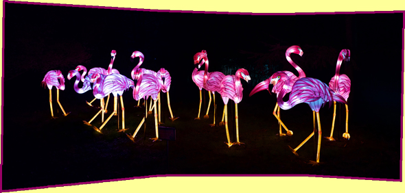 lFlamands roses Jardin des plantes